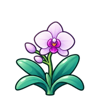 Orchid
